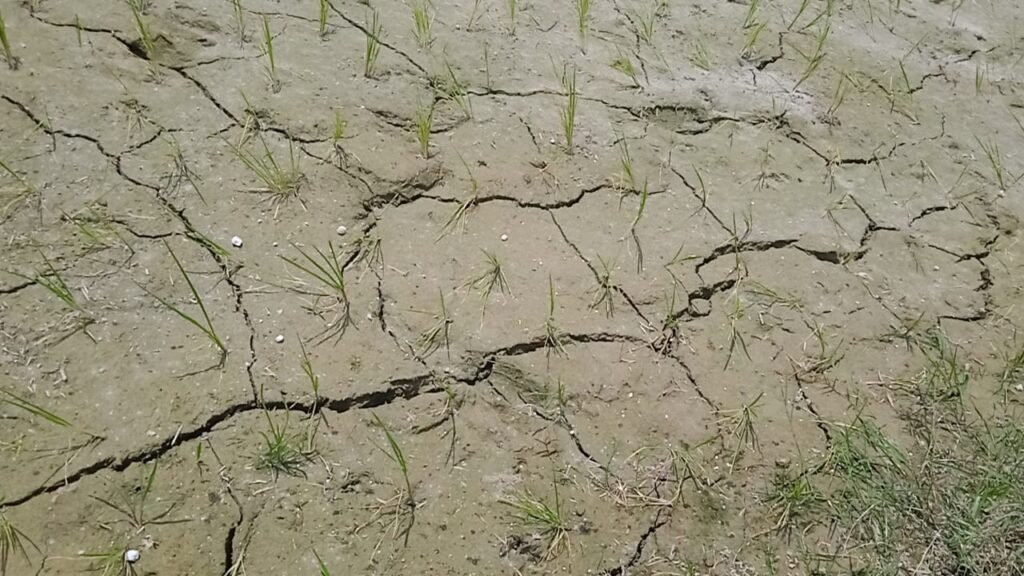 खेतो मे पड़े दरार