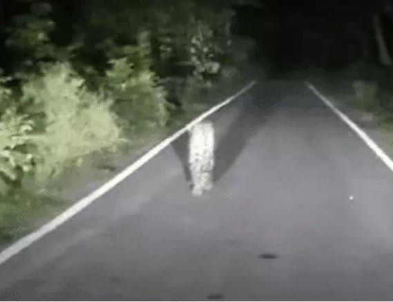 तेंदुए को कार के आगे देख सहमे लोग