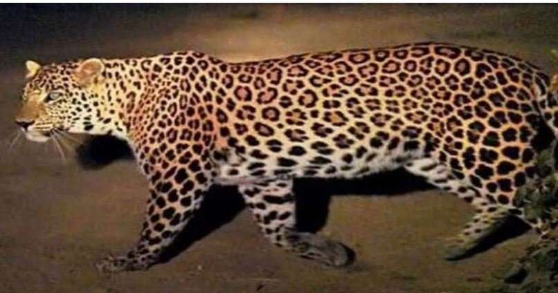 2 माह में 6 बच्चों को बना चुका था निवाला