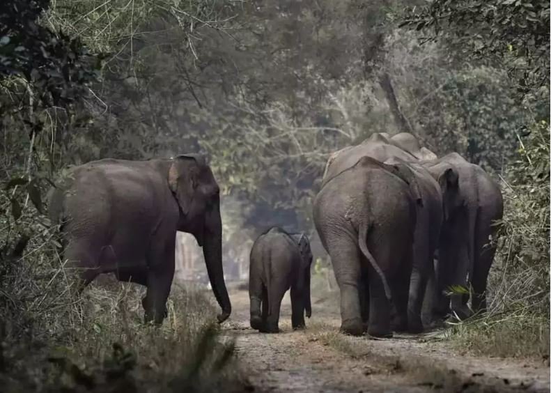 हाथियों का झुंड पहुंचा कतर्नियाघाट
