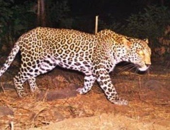 तेंदुए के हमले में वृद्ध घायल,